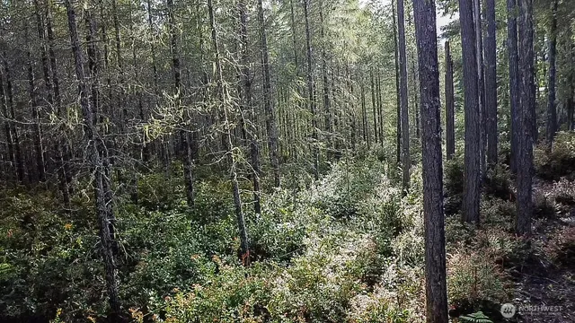 a view of a forest from balcony