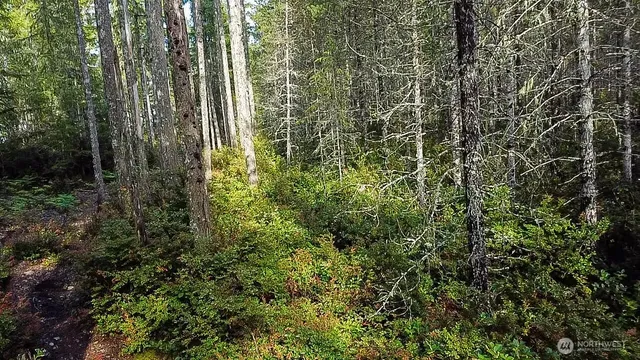 a view of a forest with a tree