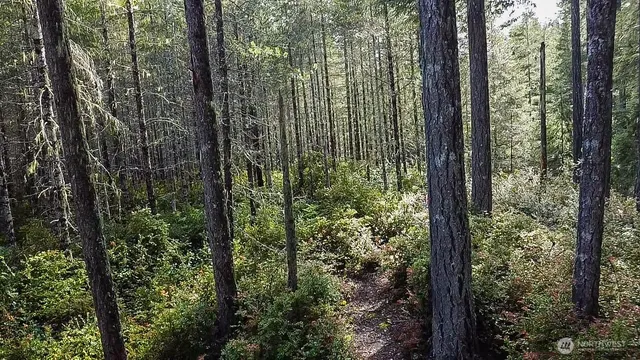 a view of a forest that has lots of trees