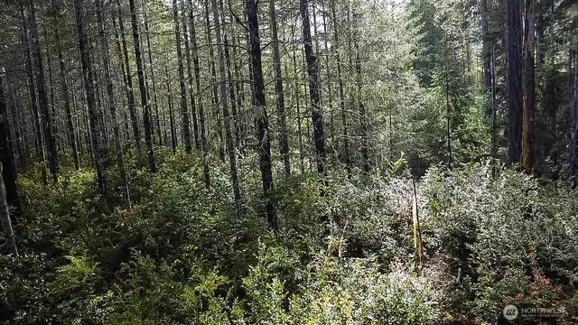 a view of a forest with trees and bushes