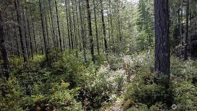 a view of a forest with trees and bushes