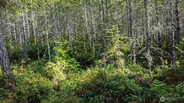 a view of a lush green forest