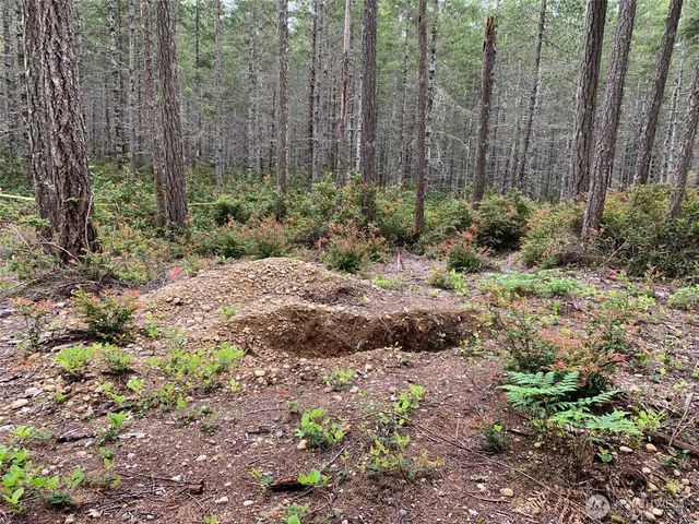 a view of a garden with plants and a bench