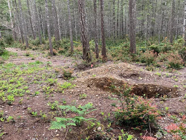 a view of a yard with lots of plants and trees