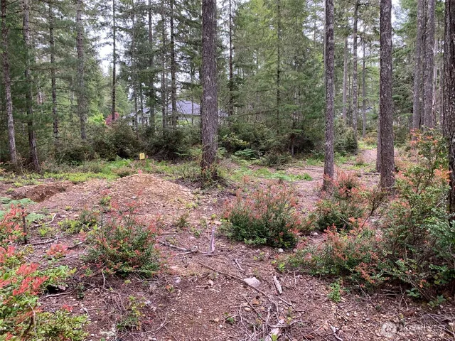 a view of a forest that has large trees