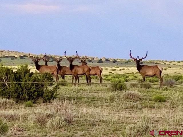 3813 Highway 60, Unit RITO SPRINGS Quemado, NM 87829 - Photo 12 of 35