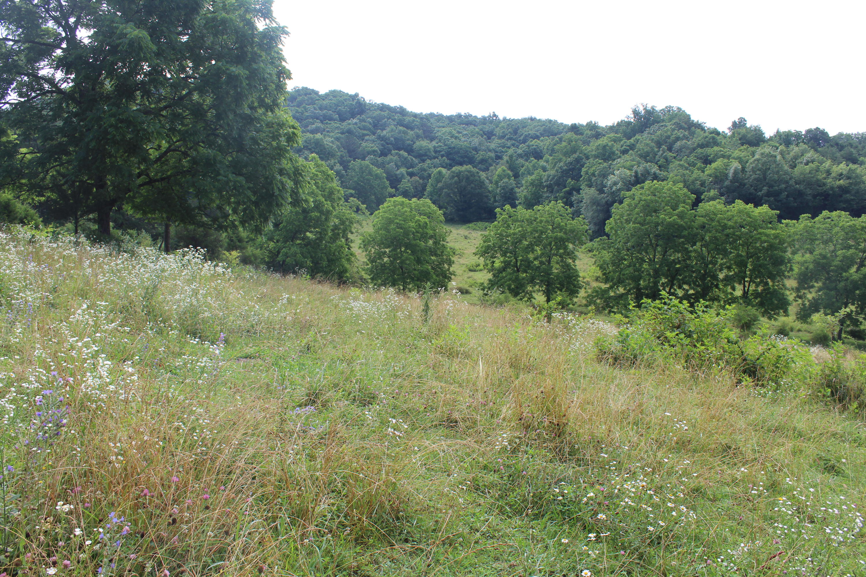 Bradshaw Run Road Forest Hill, WV 24935 - Photo 18 of 22 Gallery Image 18