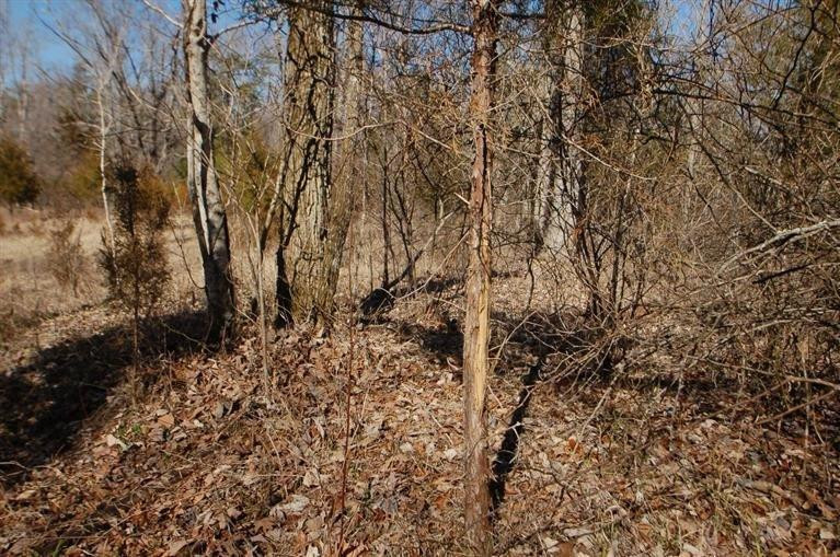 2040 Mandy Road Irvine, KY 40336 - Photo 18 of 39 I have even heard stories of elk making
