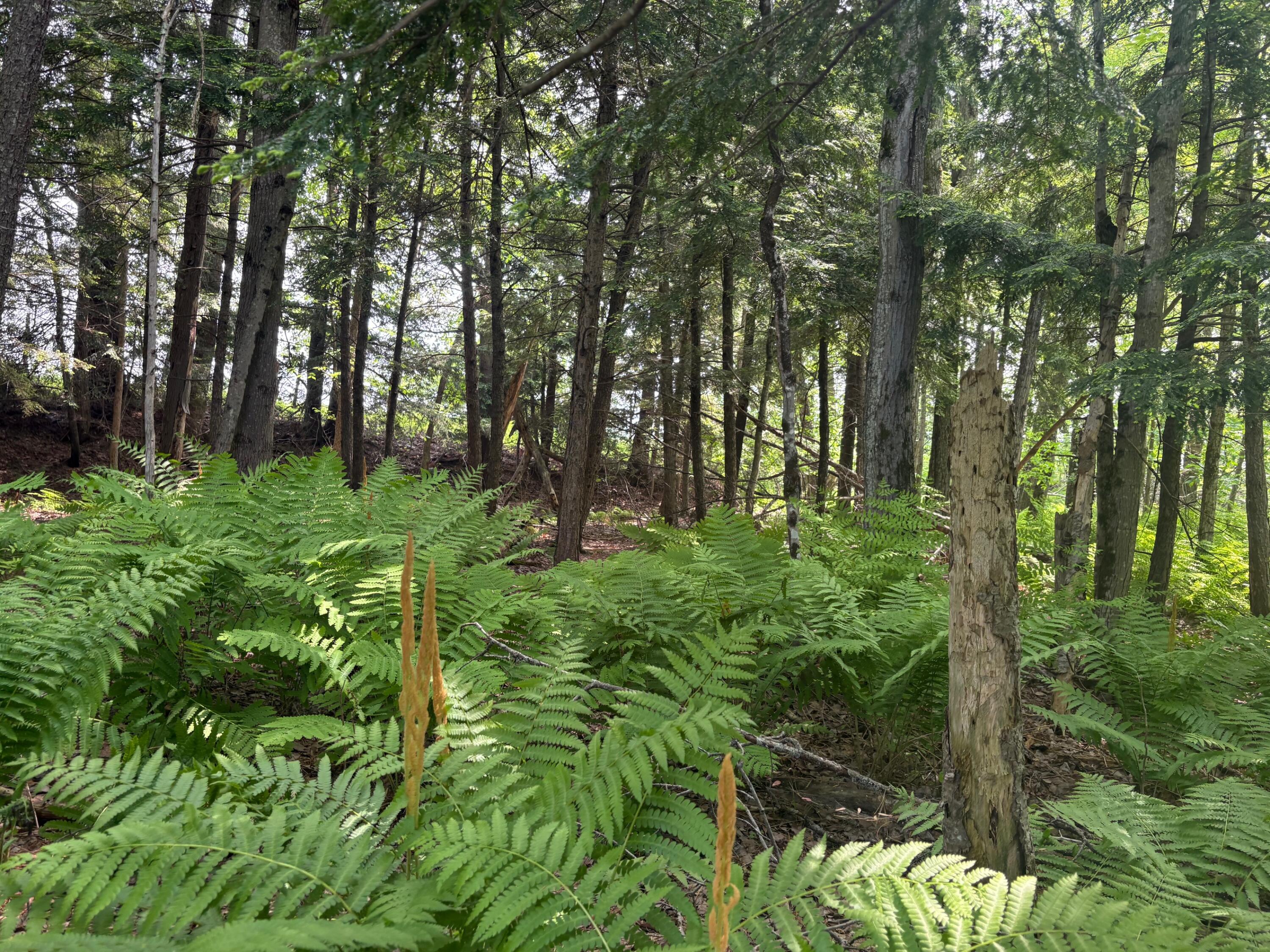 324 Village Road Smithfield, ME 04978 - Photo 27 of 37 IMG_8562