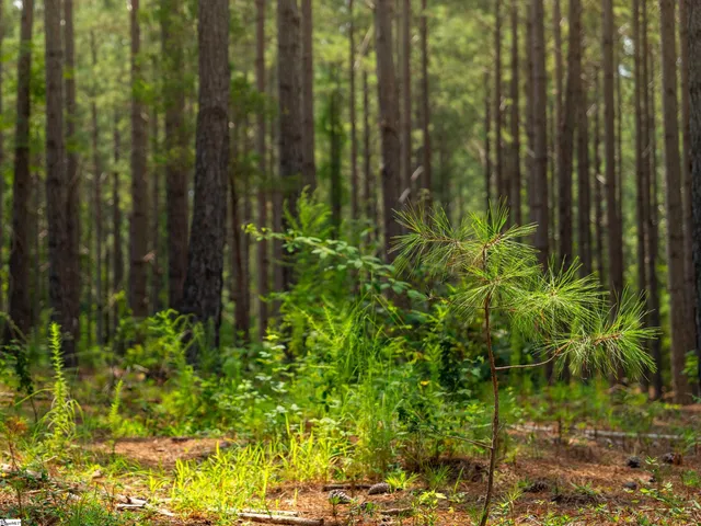 $99,000 | 5 Gault Creek Road, Jonesville, SC 29353