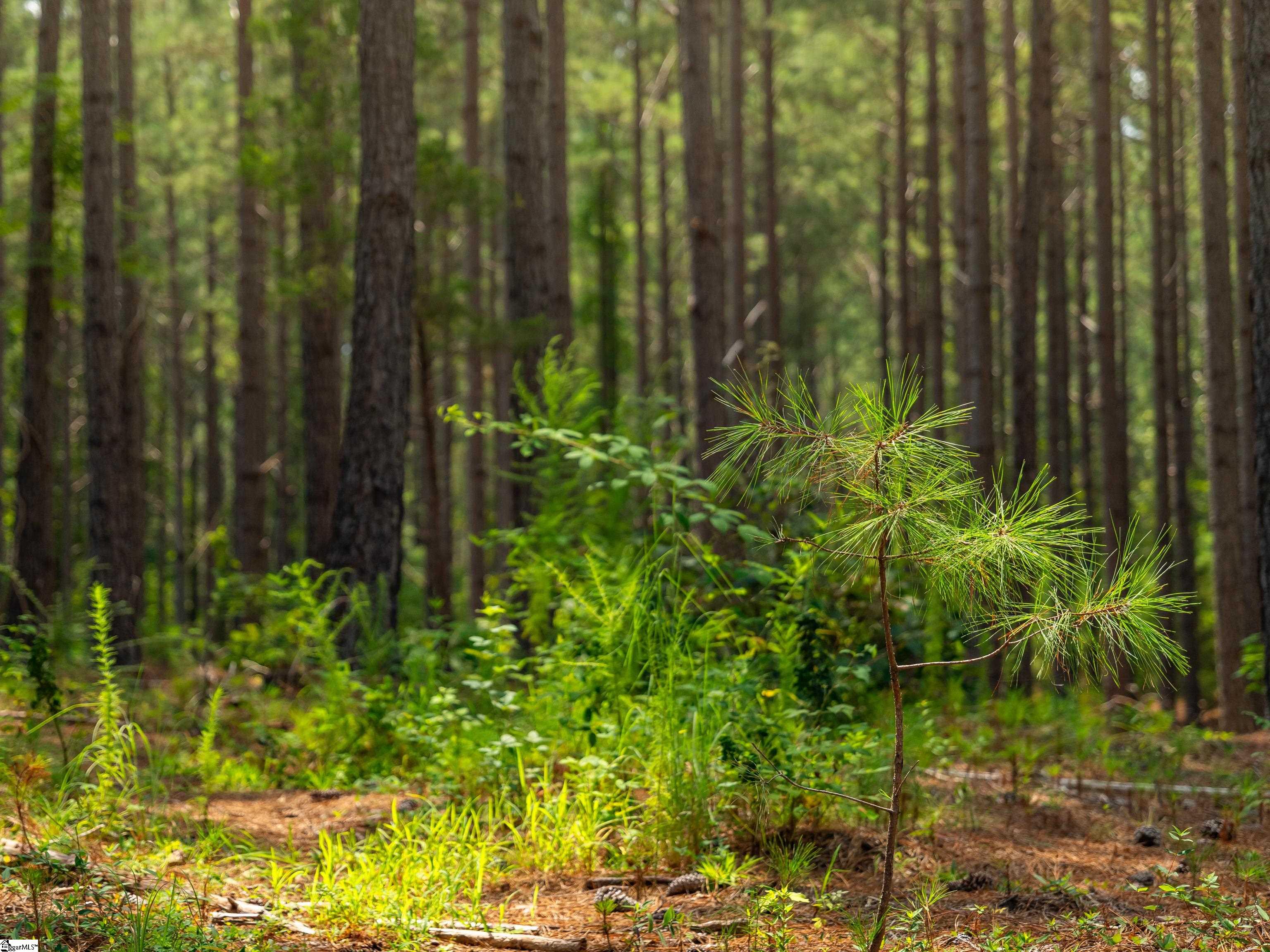 5 Gault Creek Road Jonesville, SC 29353 - Photo 27 of 37