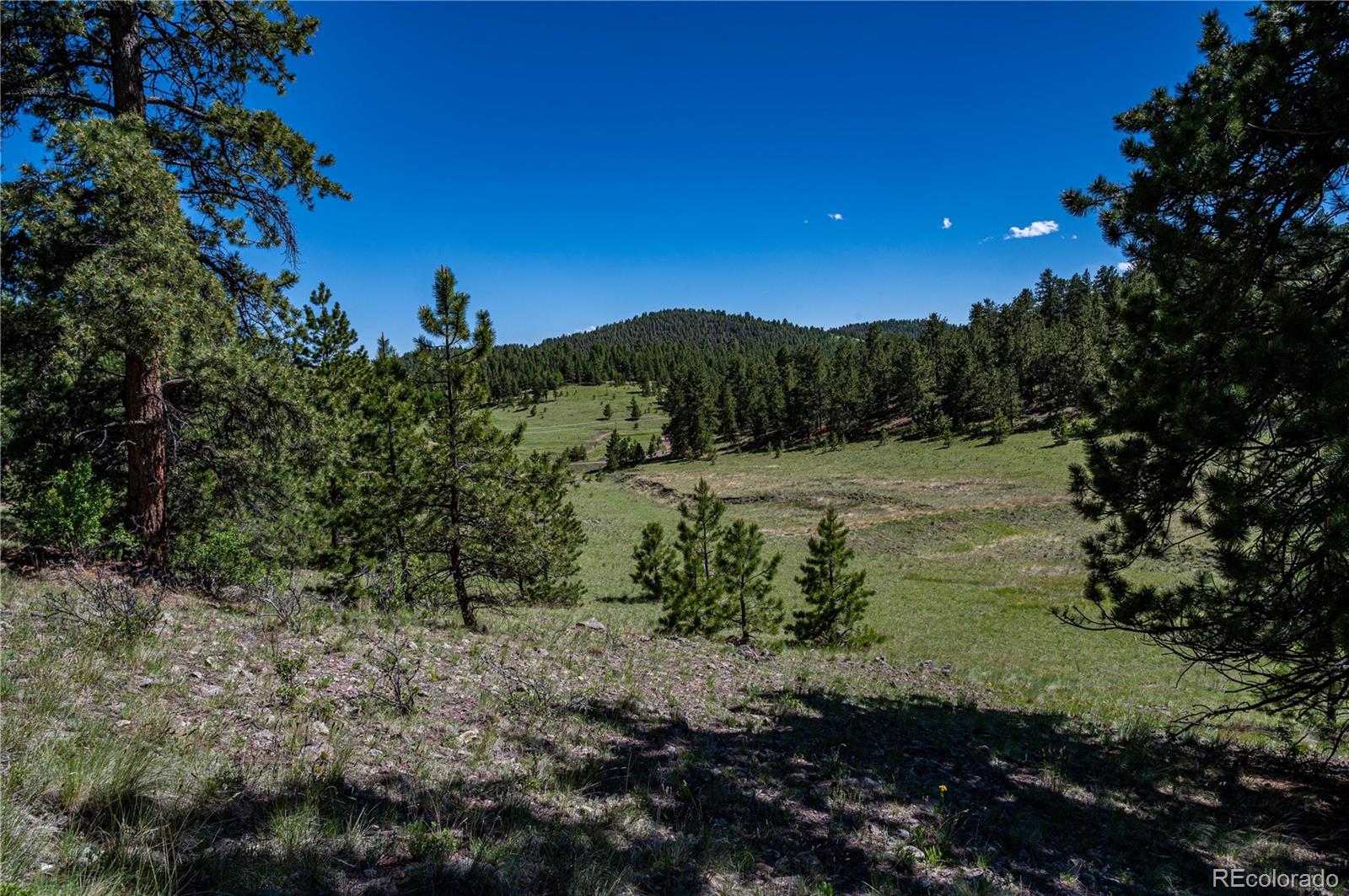 a view of a forest with trees in the background
