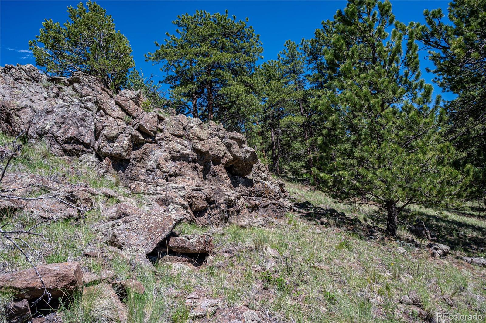 2099 Julia Road Guffey, CO 80820 - Photo 11 of 35 a view of outdoor space and trees