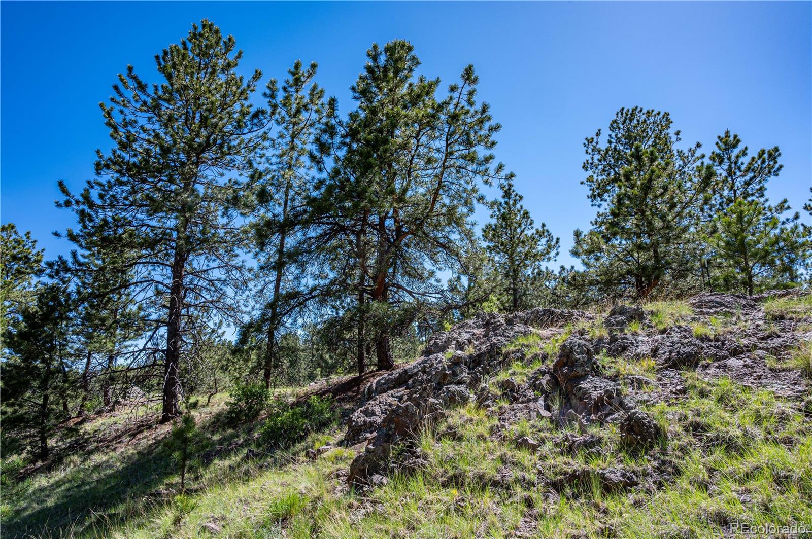 2099 Julia Road Guffey, CO 80820 - Photo 13 of 35 a view of a forest