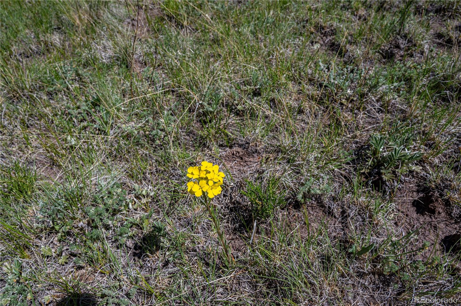 2099 Julia Road Guffey, CO 80820 - Photo 15 of 35 a view of a house with a swimming pool and a yard