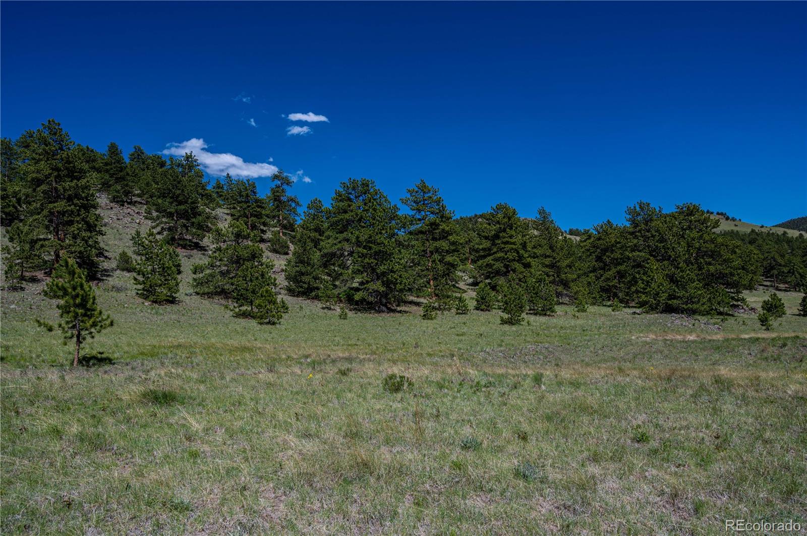 2099 Julia Road Guffey, CO 80820 - Photo 16 of 35 a view of a big yard with trees in the background