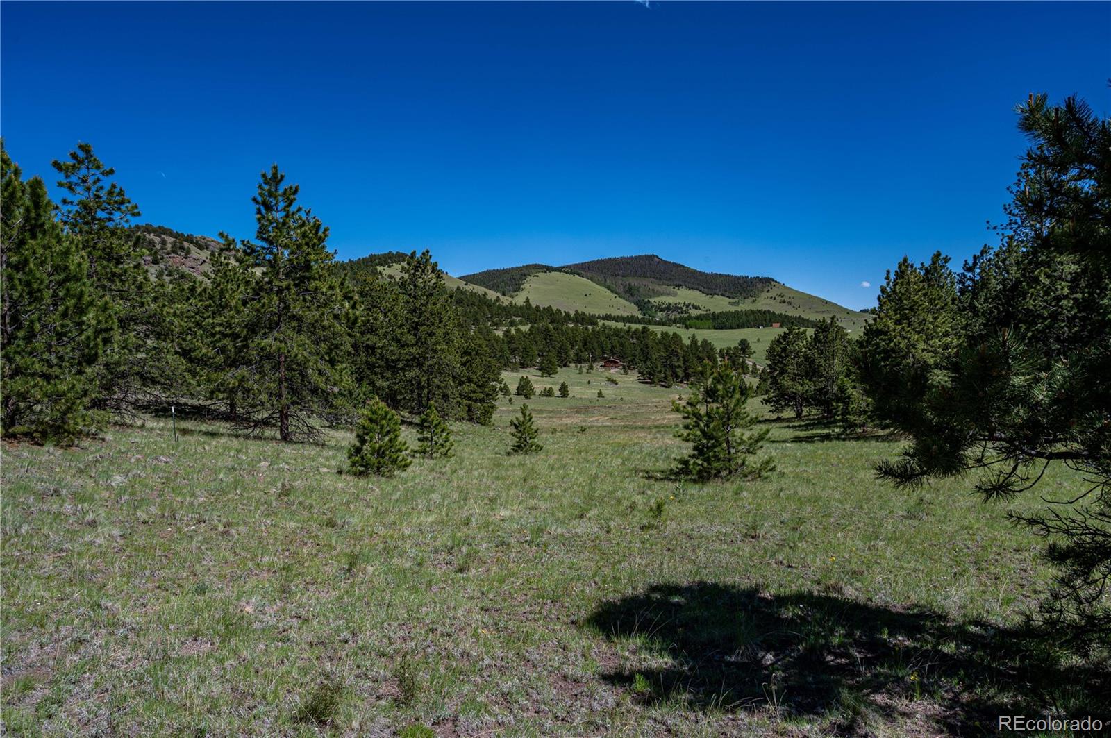 2099 Julia Road Guffey, CO 80820 - Photo 17 of 35 a view of a large tree with a yard