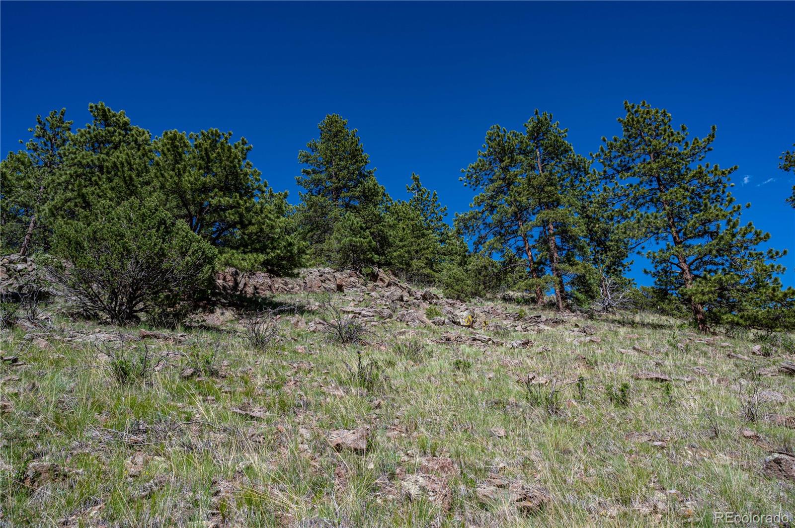 2099 Julia Road Guffey, CO 80820 - Photo 18 of 35 a view of a tree with a yard