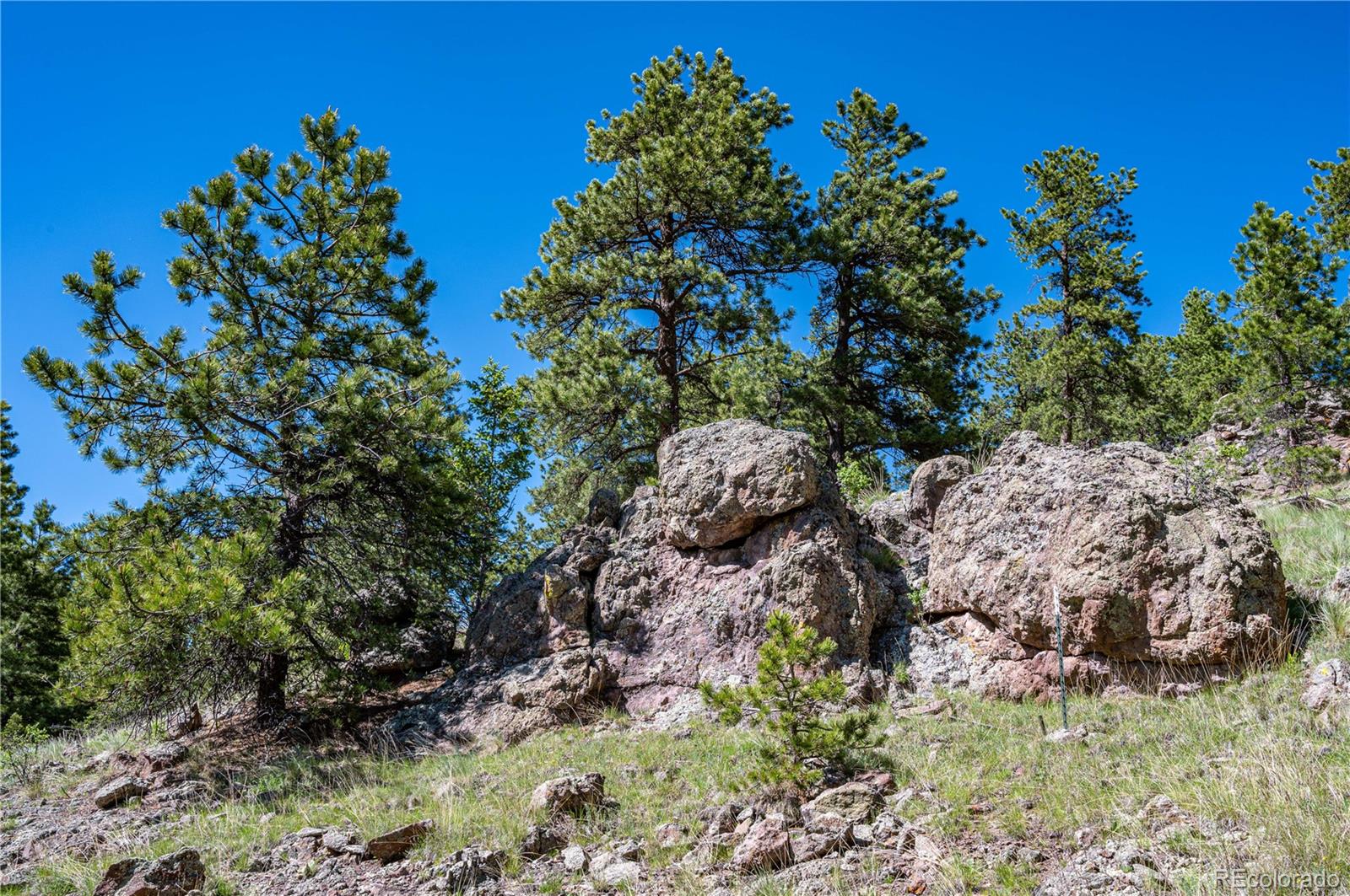 2099 Julia Road Guffey, CO 80820 - Photo 2 of 35 a picture of plants
