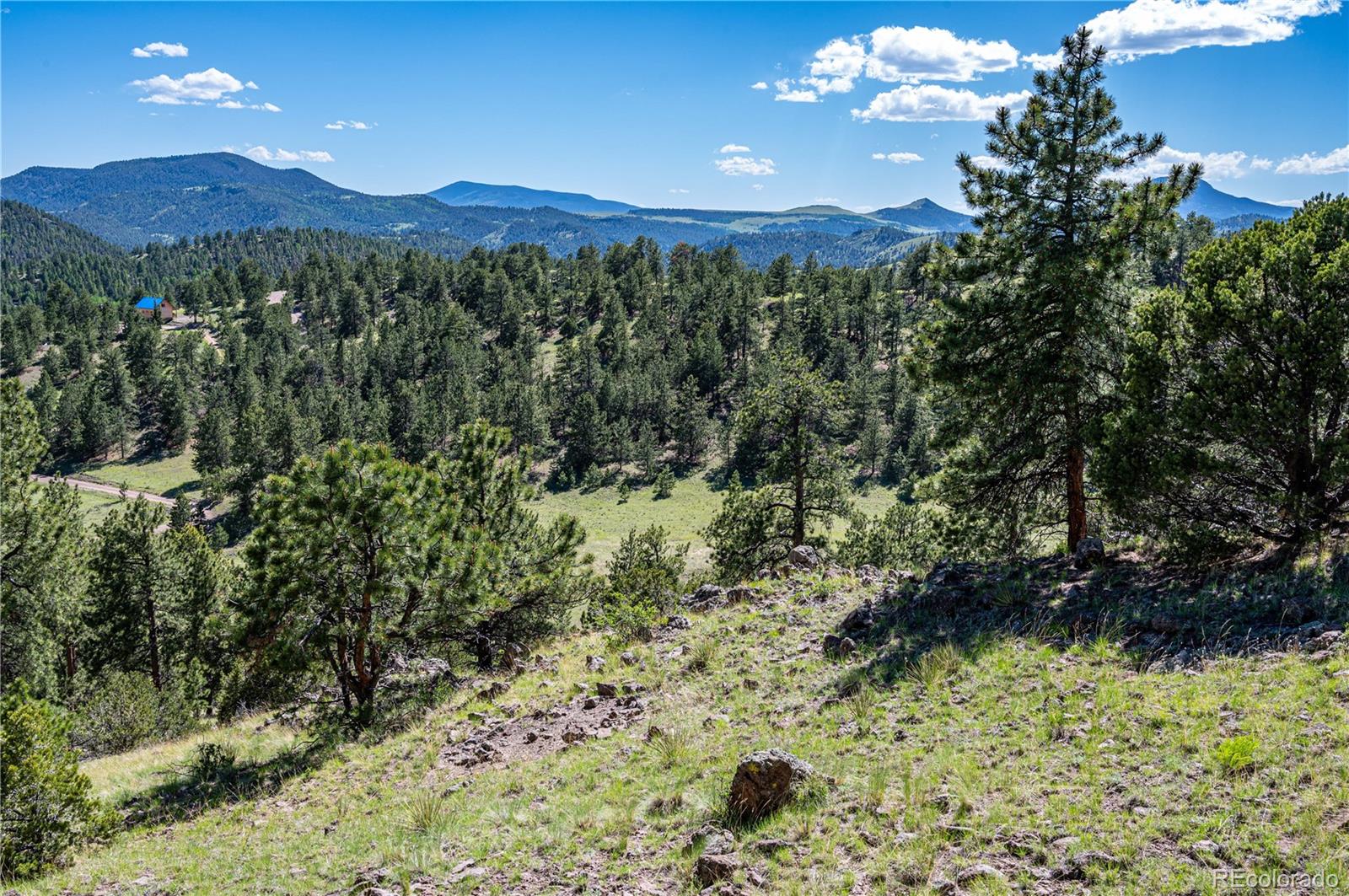 2099 Julia Road Guffey, CO 80820 - Photo 23 of 35 a view of a bunch of trees and a yard