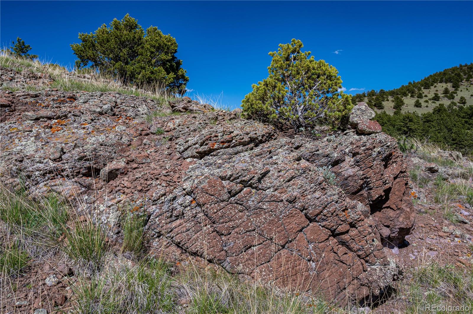 2099 Julia Road Guffey, CO 80820 - Photo 24 of 35 a big yard with lots of green space