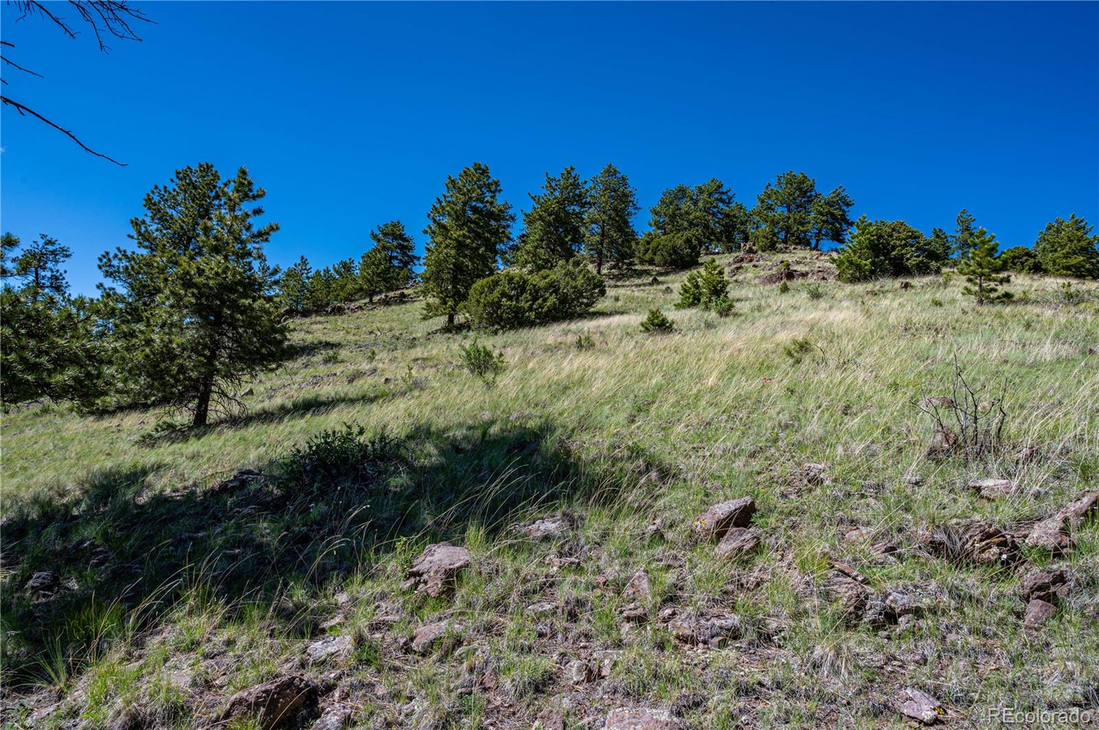 2099 Julia Road Guffey, CO 80820 - Photo 25 of 35 a view of a lush green forest with lots of trees