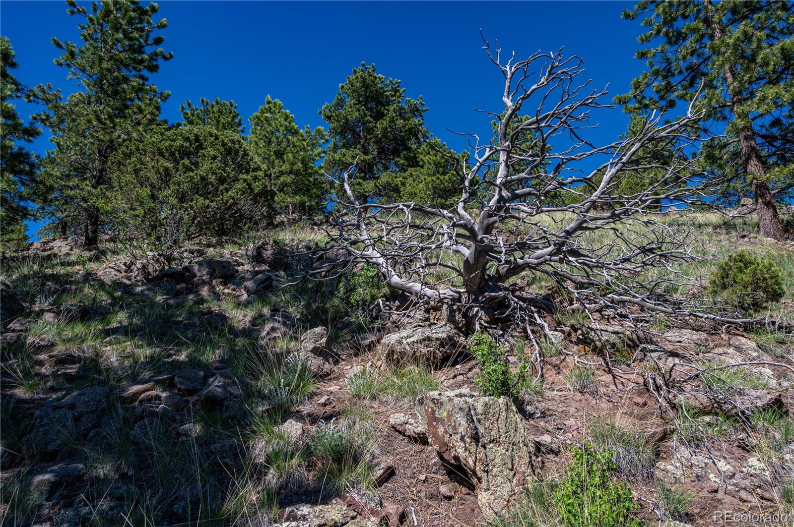 2099 Julia Road Guffey, CO 80820 - Photo 29 of 35 a close up of a tree in a garden