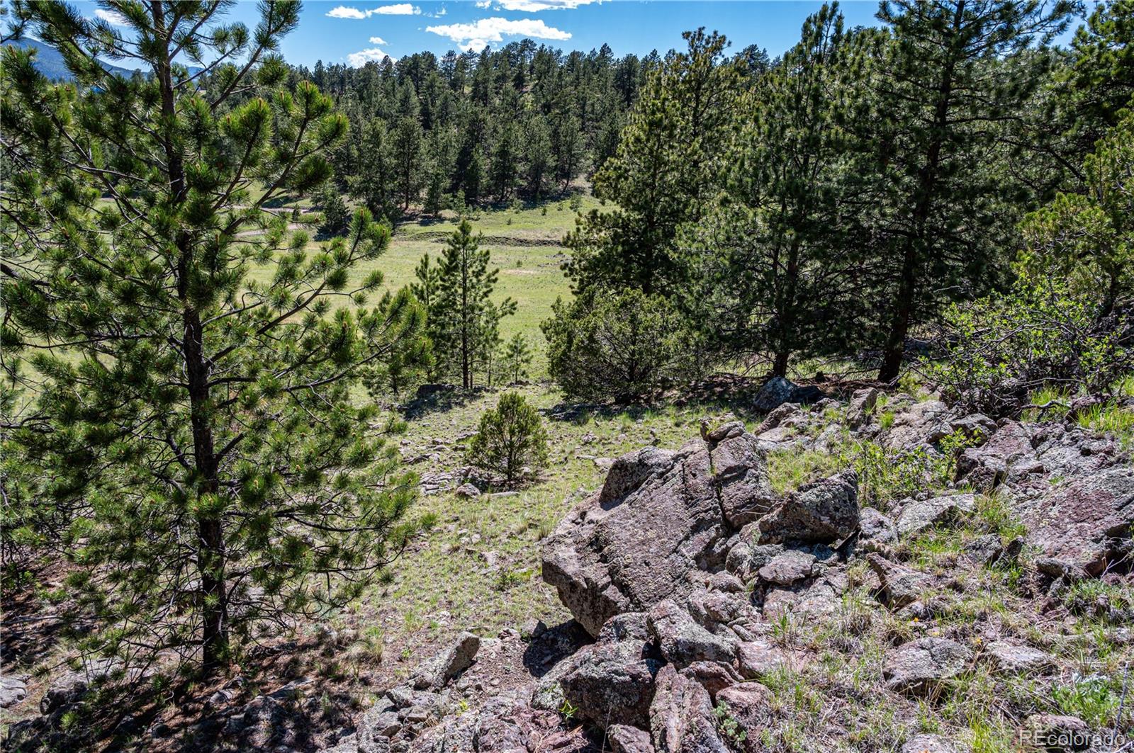 2099 Julia Road Guffey, CO 80820 - Photo 3 of 35 a view of a forest with trees