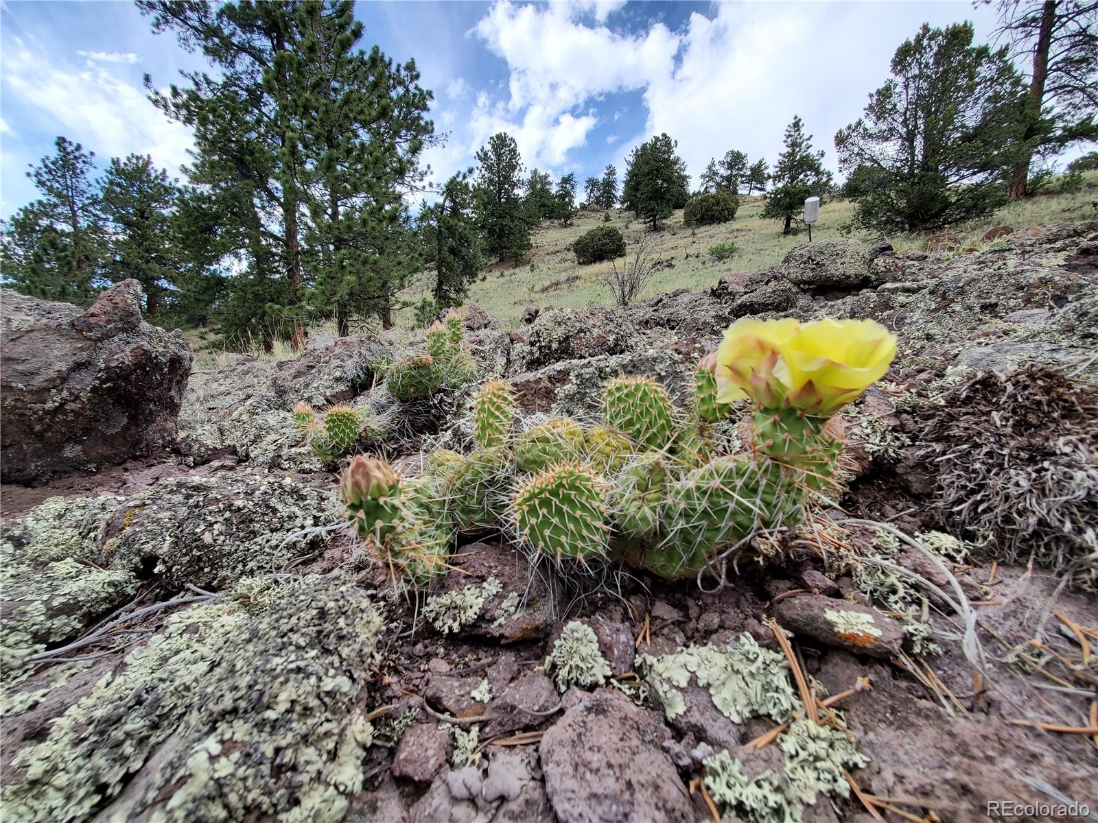 2099 Julia Road Guffey, CO 80820 - Photo 35 of 35 a aerial view of a backyard with green space