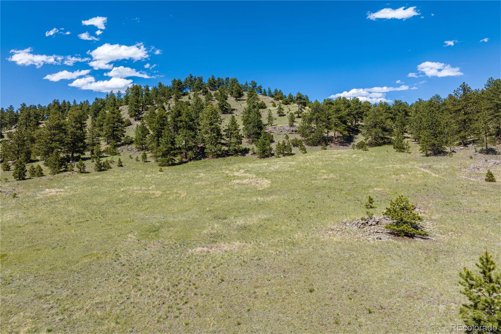 2099 Julia Road Guffey, CO 80820 - Photo 9 of 35 a view of a yard with a tree