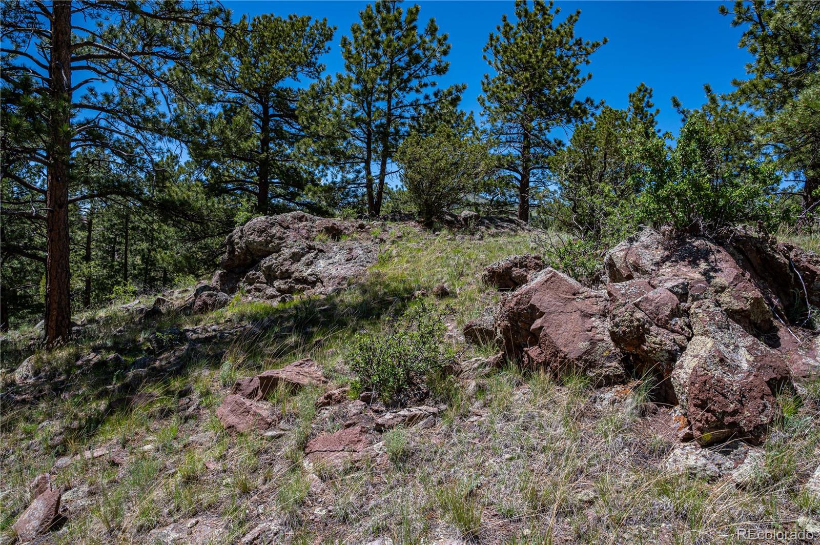 2099 Julia Road Guffey, CO 80820 - Photo 10 of 35 a view of a forest with trees