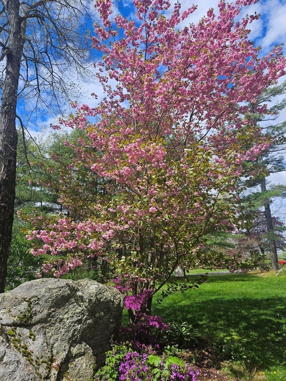 117 Draper Road East Brookfield, MA 01515 - Photo 24 of 27 a view of yard with flowers and trees