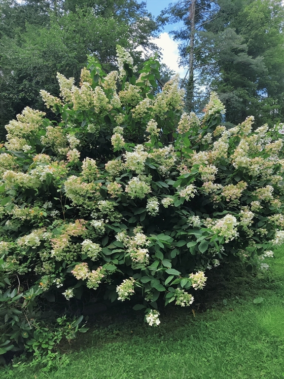 117 Draper Road East Brookfield, MA 01515 - Photo 25 of 27 a view of a bunch of trees and bushes