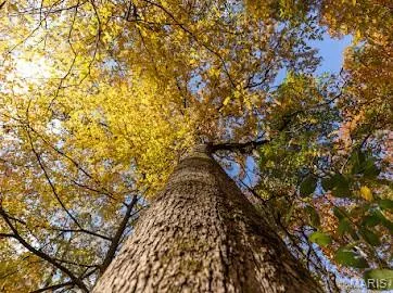 $461,956 | 0 Hohokam Lane, Jackson, MO 63755