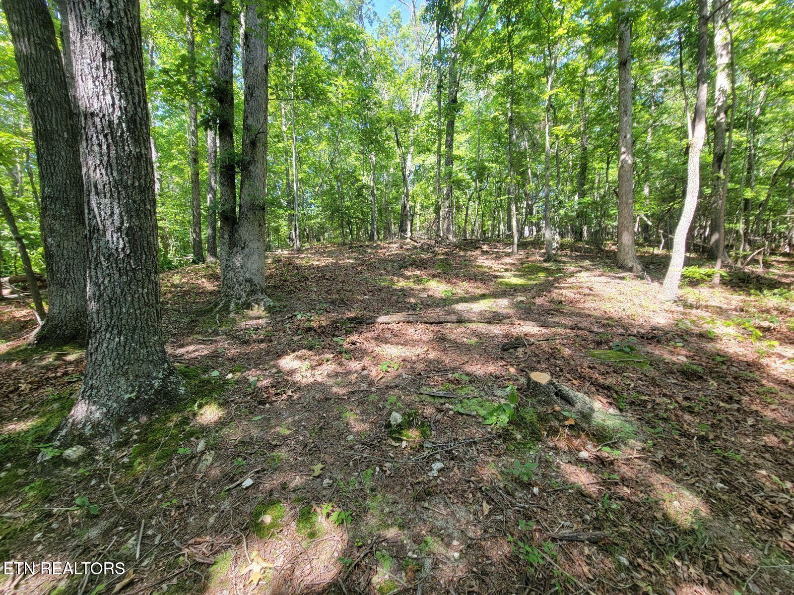 6224 Get Good Hollow Road Loudon, TN 37774 - Photo 3 of 8 Wooded