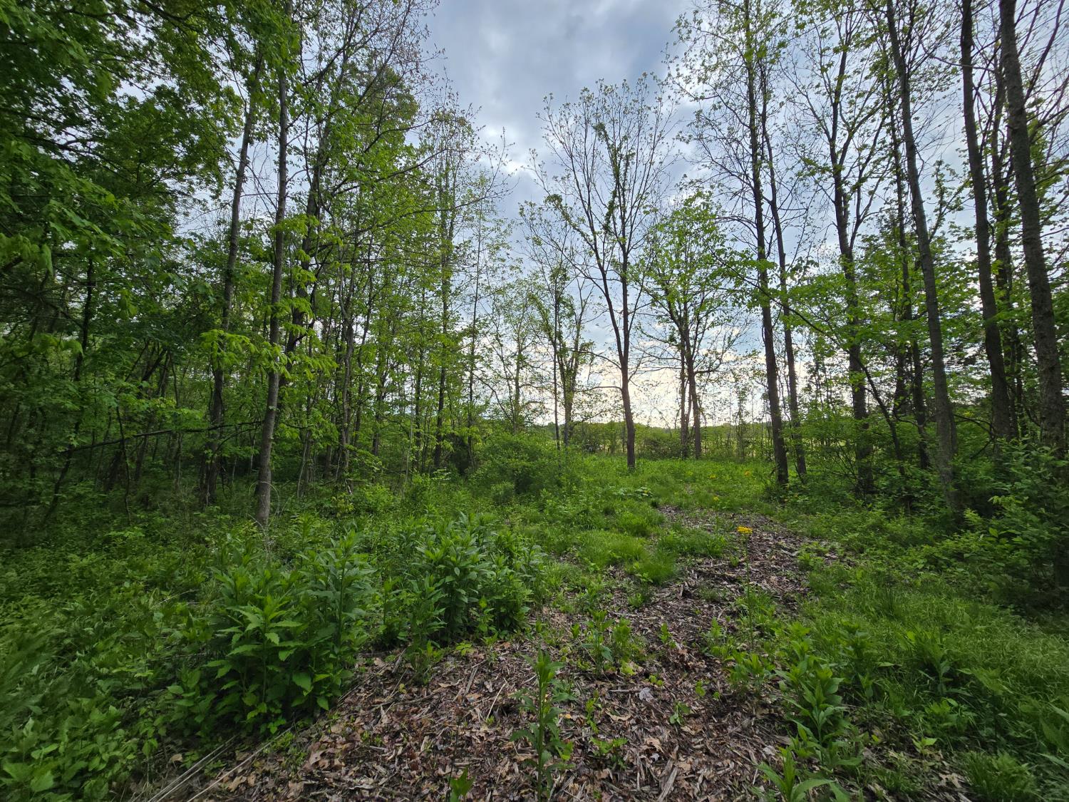 0 North Delaware Road Milan, IN 47031 - Photo 4 of 5