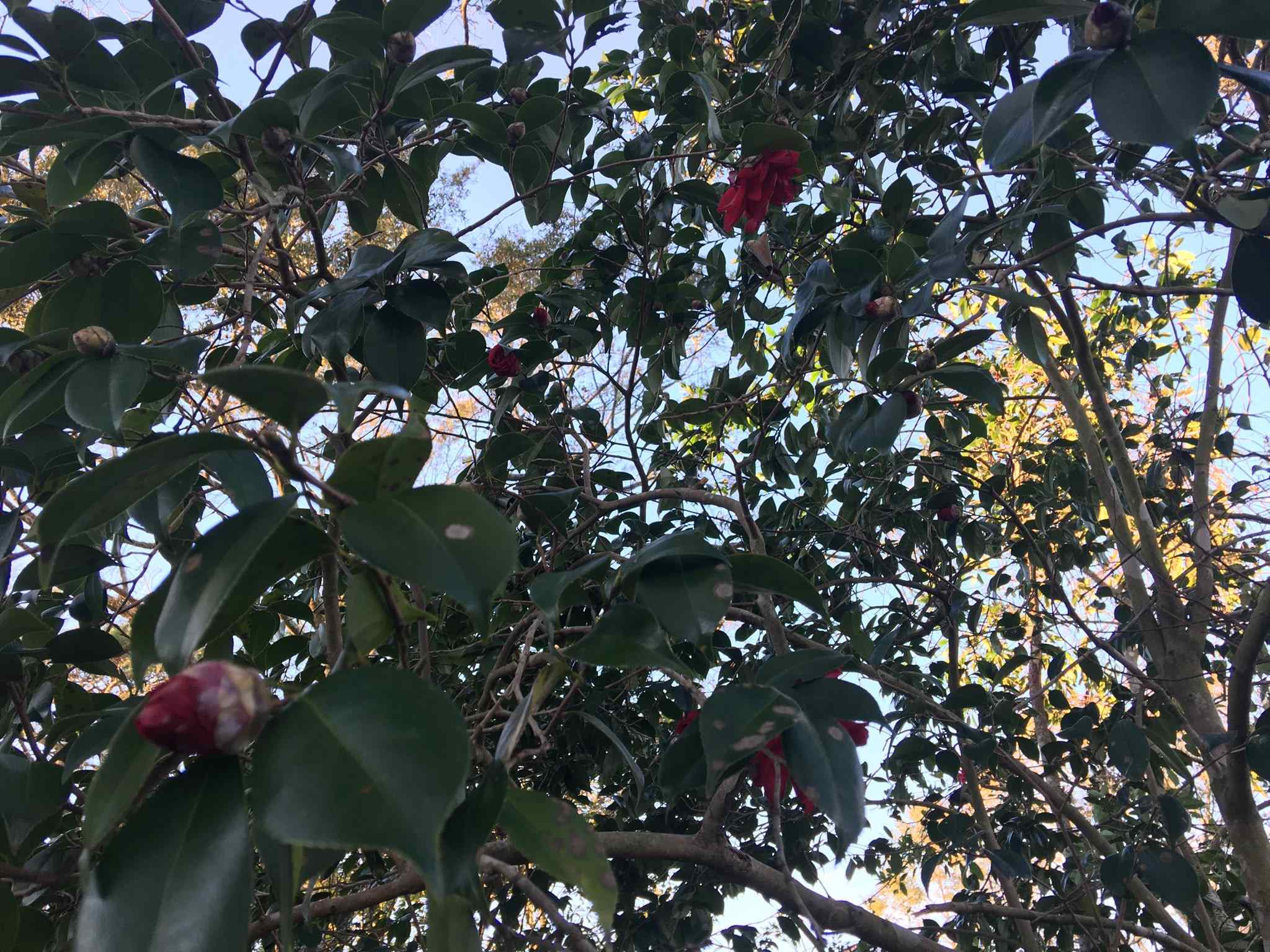 360 South Summit Street Fairhope, AL 36532 - Photo 9 of 11 Heirloom Camellias
