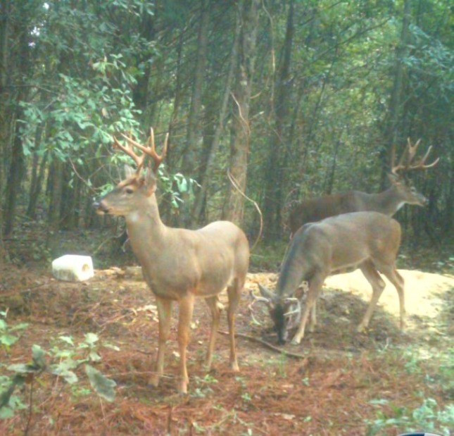 2623 Berryville Road Benton, MS 39039 - Photo 6 of 9 Photo 6