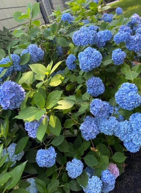 53 Kelley Road West Harwich, MA 02671 - Photo 37 of 43 a view of a bunch of flowers