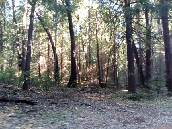 a view of outdoor space with trees