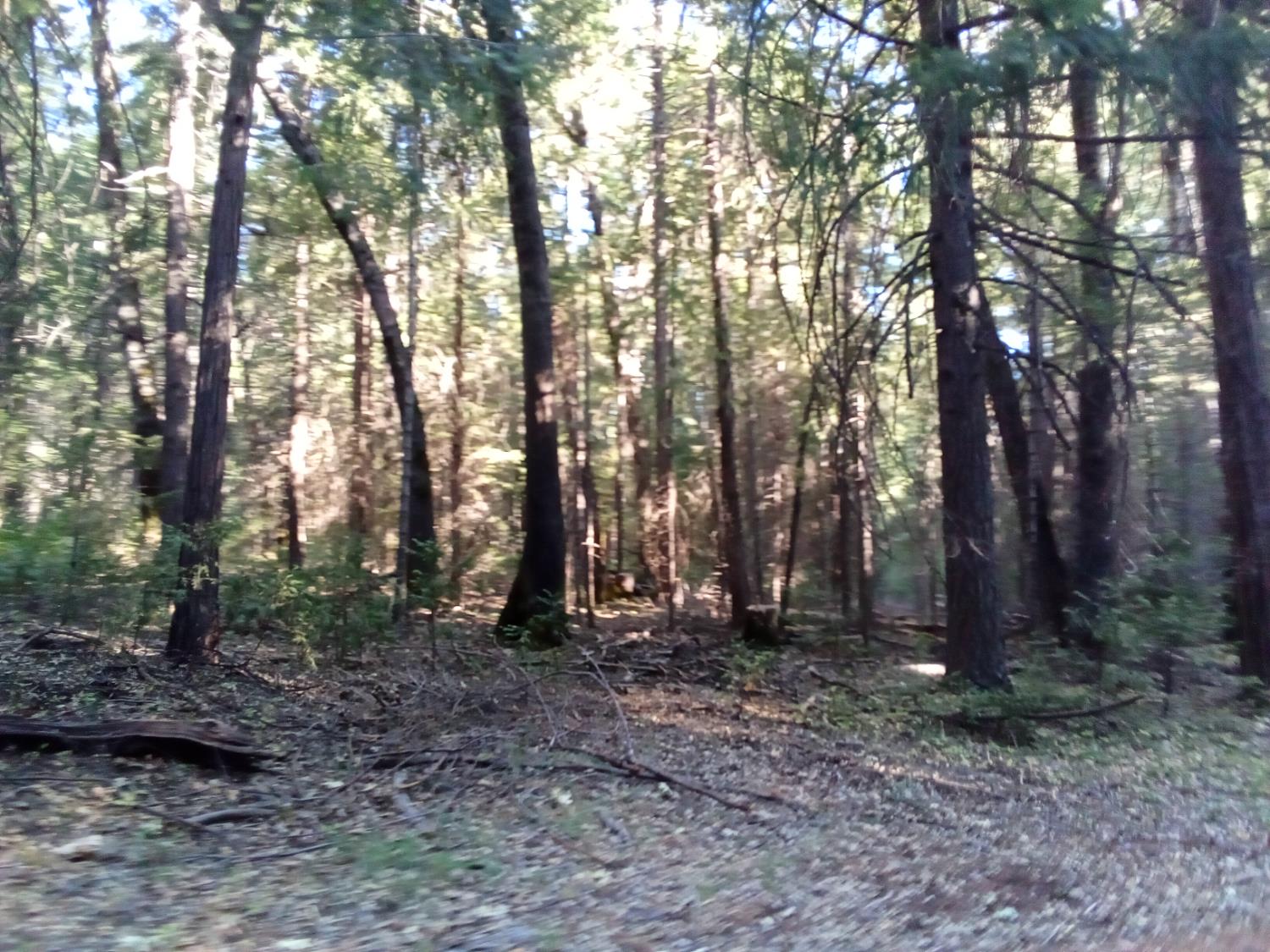 a view of outdoor space with trees