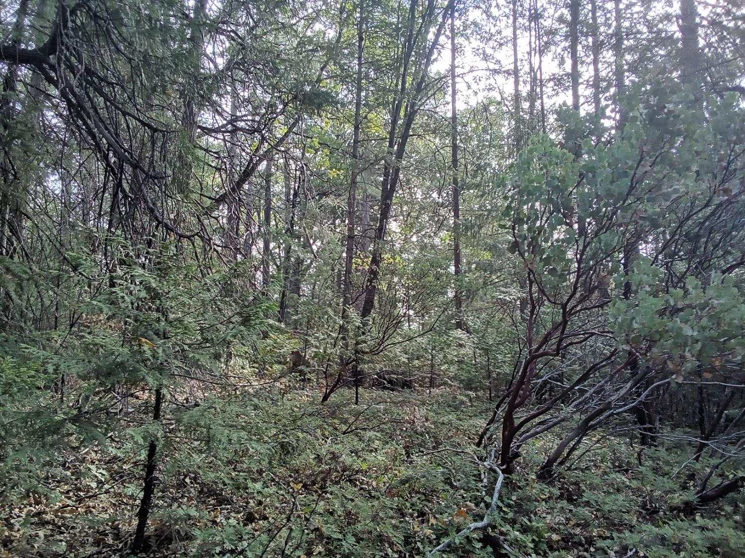 0 3 Just Road Foresthill, CA 95631 - Photo 2 of 4 a view of forest