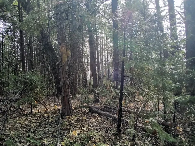 a view of a forest with trees