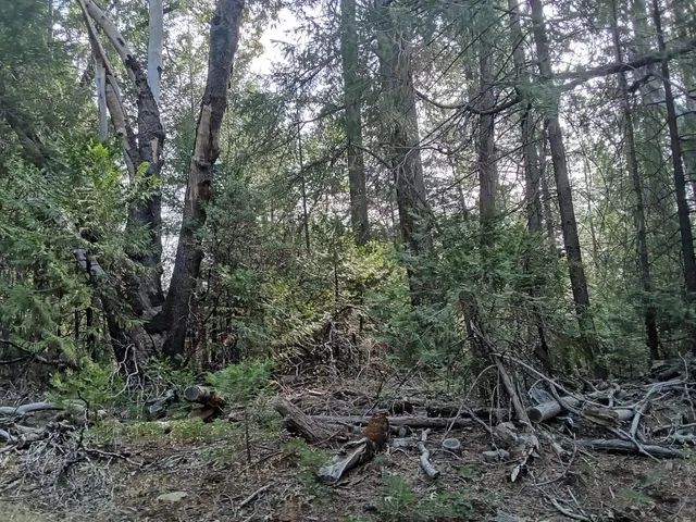 a view of a forest with trees in the background