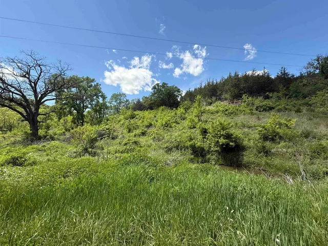 a view of a trees in a yard