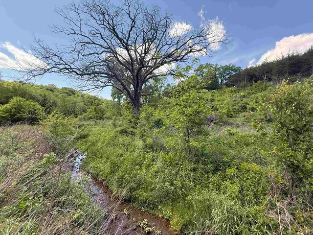 a view of a bunch of plants and trees