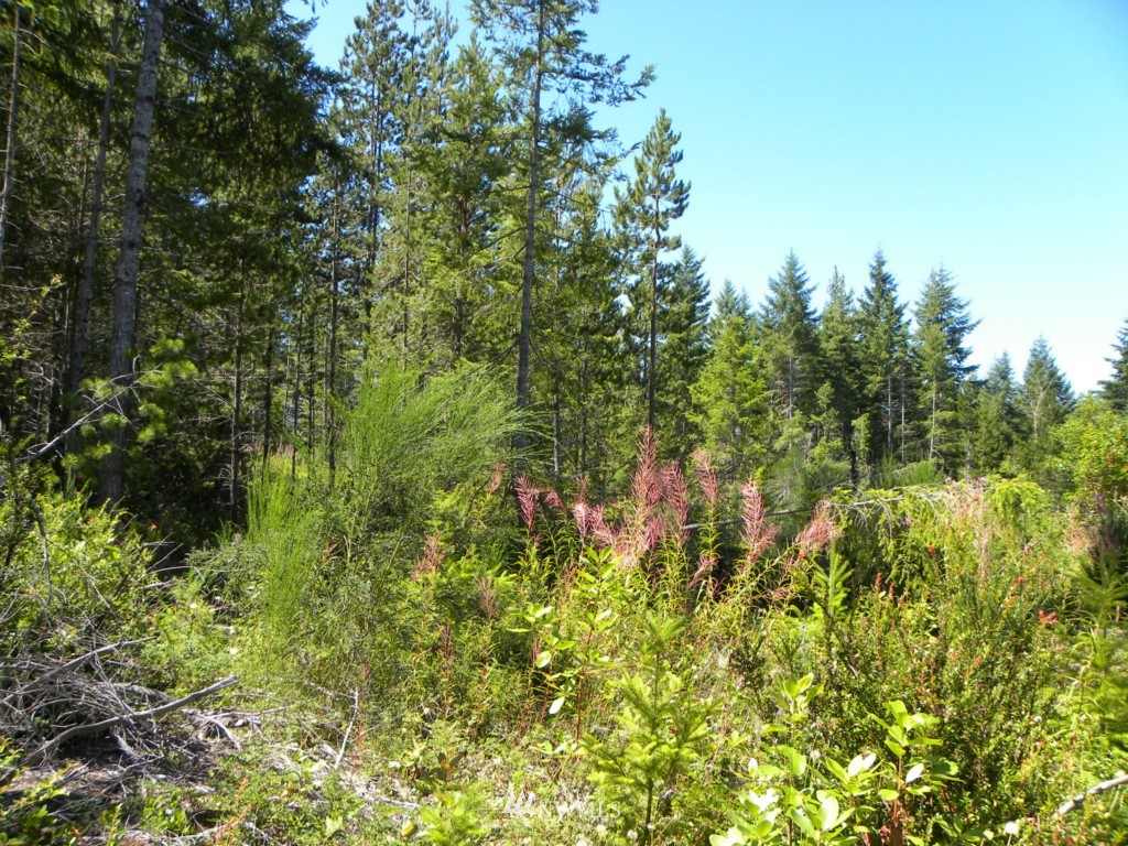 20-tr 20-tr Hurd Road Northeast Belfair, WA 98528 - Photo 11 of 15 Gallery Image 11