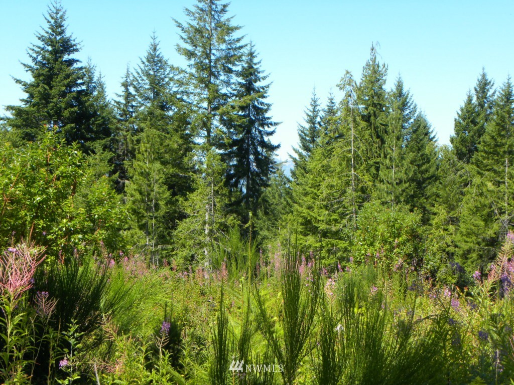 20-tr 20-tr Hurd Road Northeast Belfair, WA 98528 - Photo 10 of 15 Gallery Image 10