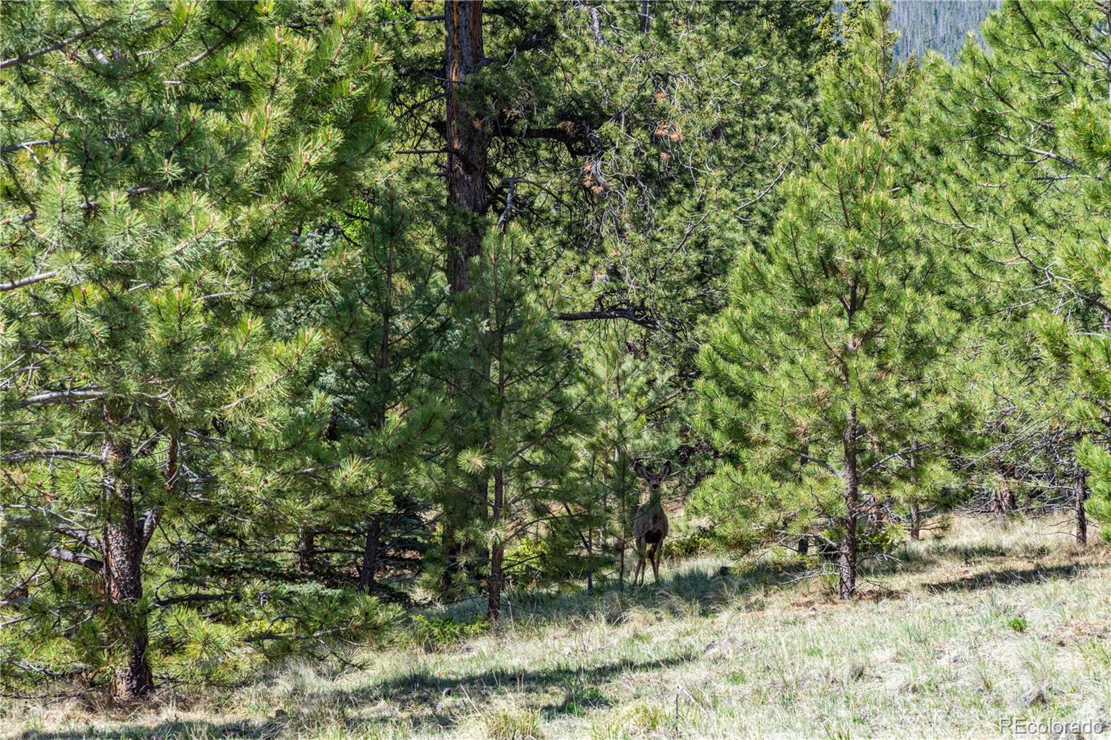 298 Steven Road Canon City, CO 81212 - Photo 17 of 35