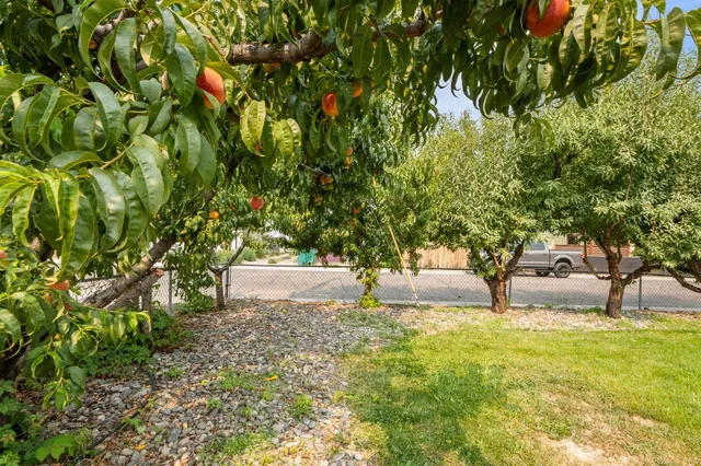 a view of a backyard with large trees
